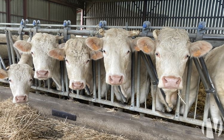 VENDEE. Prachtig bedrijf met gewassen en vee op 134 hectare - 