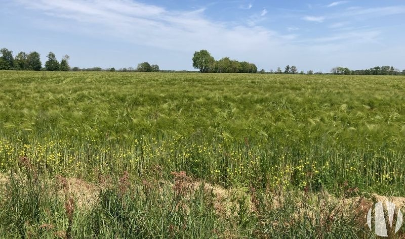 VENDEE. Prachtig bedrijf met gewassen en vee op 134 hectare - 