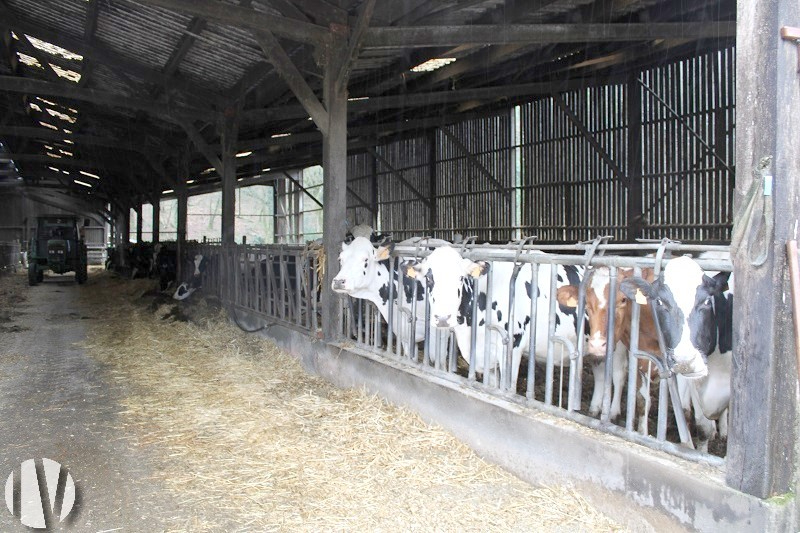 MORBIHAN. To the west of Pontivy, dairy production on 96 very grouped hectares - 