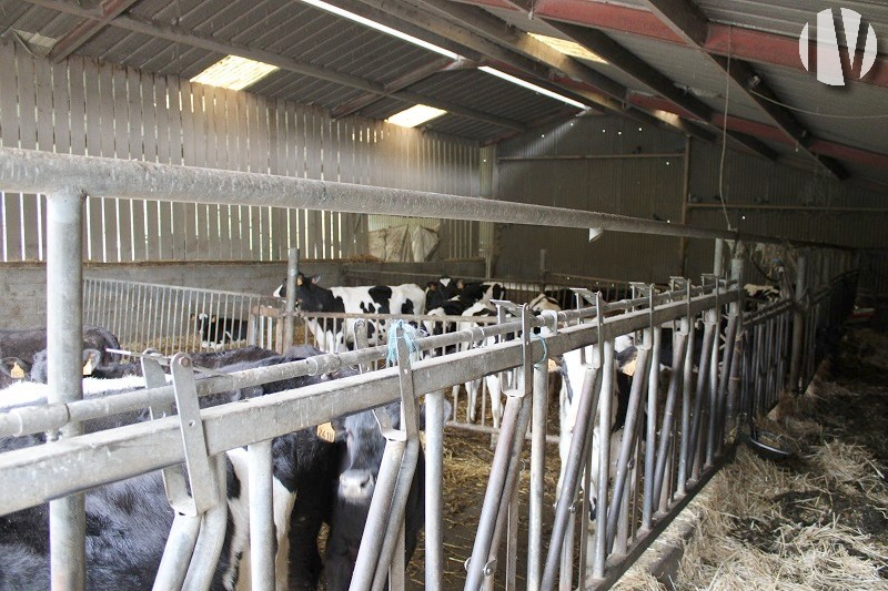 MORBIHAN. To the west of Pontivy, dairy production on 96 very grouped hectares - 