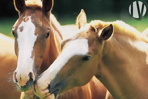 ZELDZAAM. WEST FRANKRIJK. Manege op 15 hectare - 