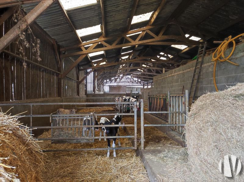 SUD MAYENNE. Exploitation lait et céréales de 90 hectares - 