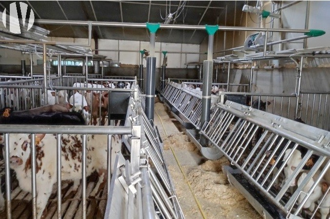 VENDEE. Veal calves 770 places, recent equipment - 