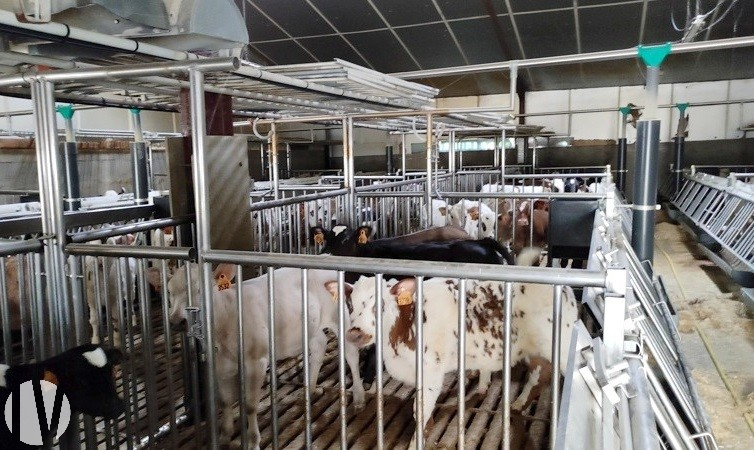 VENDEE. Veal calves 770 places, recent equipment - 