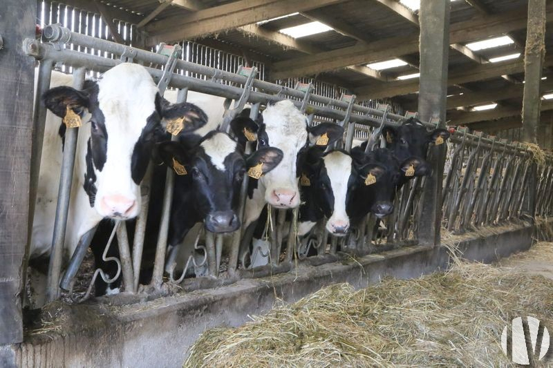 CÔTES D’ARMOR. Lait 669 000 litres sur 100 hectares, proche de la côte - 