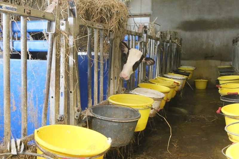 CÔTES D’ARMOR.  Modern dairy farm in the north-east of the department - 