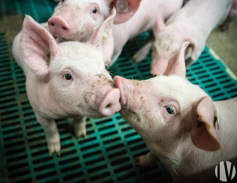 MAINE ET LOIRE. 60 hectares à vendre pour tous projets de polyculture-élévage ! - 