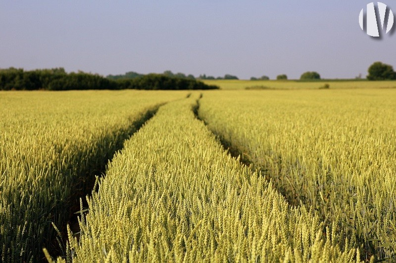 MAINE ET LOIRE. 60 hectares à vendre pour tous projets de polyculture-élévage ! - 