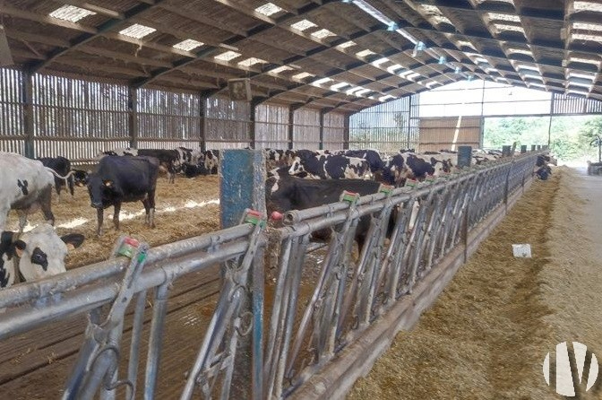 VENDEE. Exploitation laitière sur 170 hectares - 