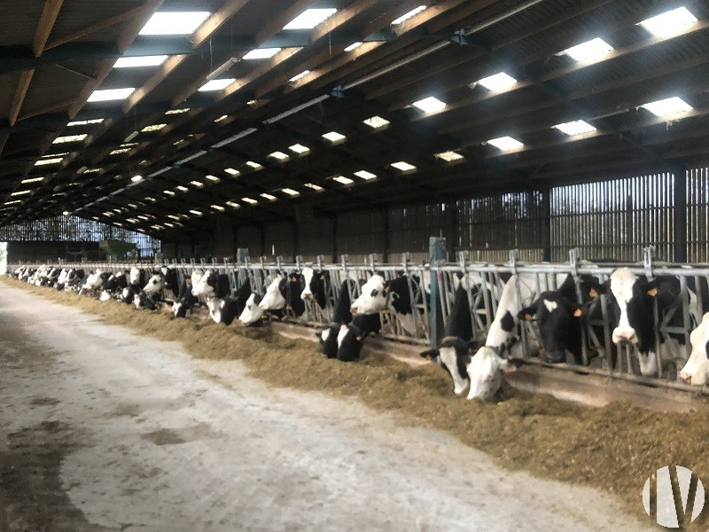 VENDEE. Dairy farm on 170 hectares - 