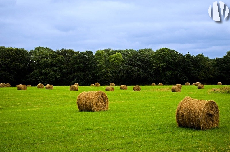 VENDEE. Groot landgoed met 220 hectare - 