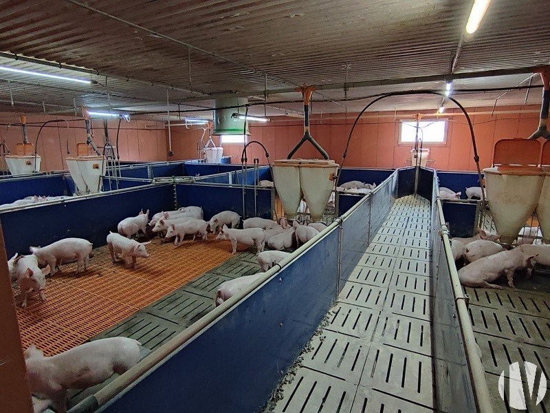 NORTH FINISTERE. Pig farm covering 145 hectares - 