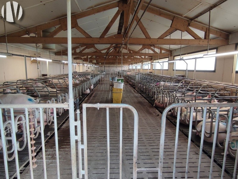 NORTH FINISTERE. Pig farm covering 145 hectares - 