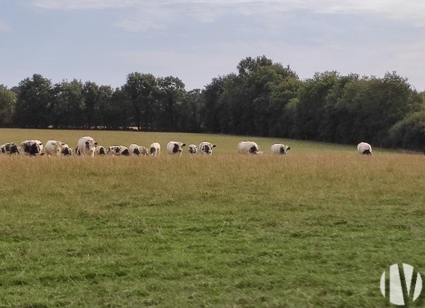 VENDEE. Exploitation laitière sur 250 hectares - 