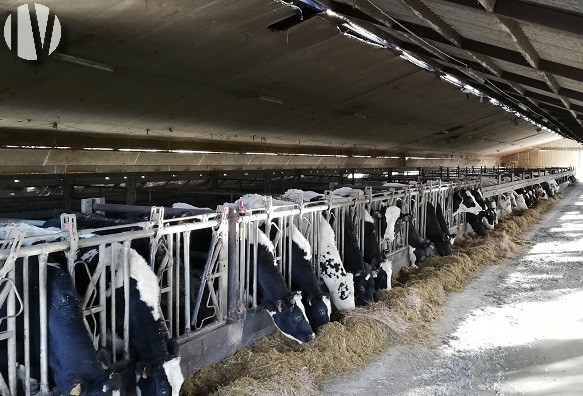 ILLE ET VILAINE. 788,000 litres of milk with good land management - 