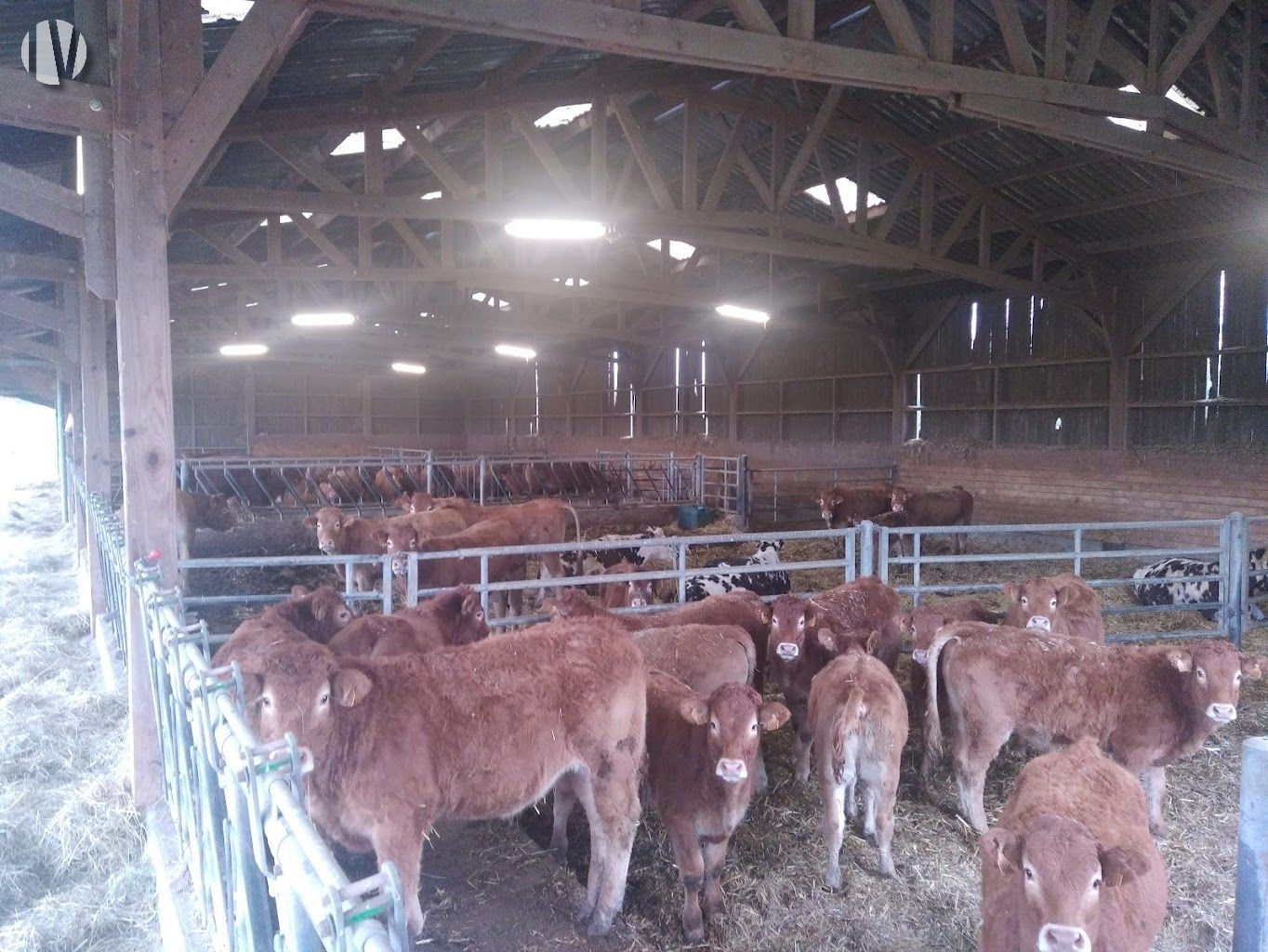 NORD LIMOUSIN. Biologische boerderij van 80 hectare - 