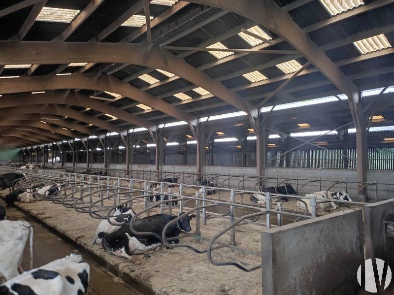 CENTRE MANCHE. Dairy farm covering over 200 hectares, with high-performance processing. - 