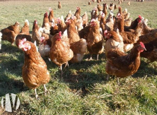 NORTH LOIRE ATLANTIQUE. Poultry farm with run - 