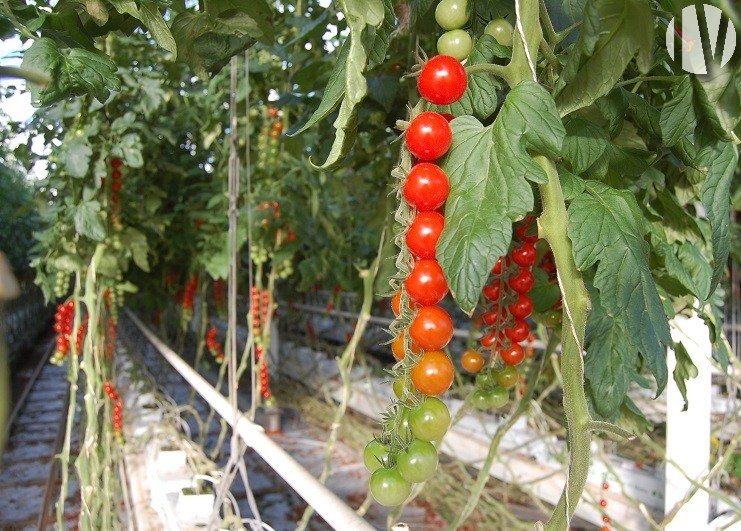 FINISTERE. Production de tomates sous serres - 