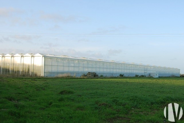 FINISTERE. Greenhouse tomato production - 