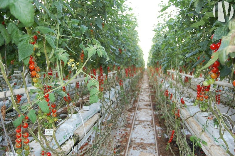 FINISTERE. Greenhouse tomato production - 