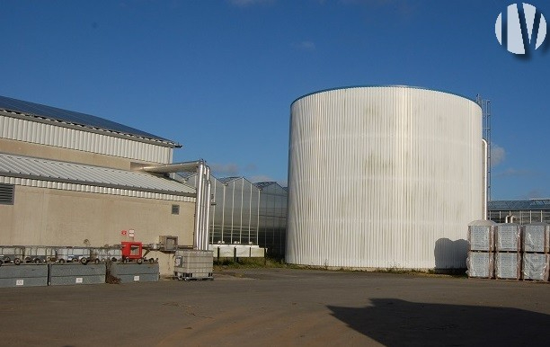 FINISTERE. Greenhouse tomato production - 