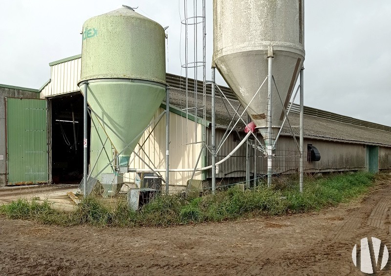 MORBIHAN. 1.000.000 liter melk op 143 hectare in het zuiden van het departement - 