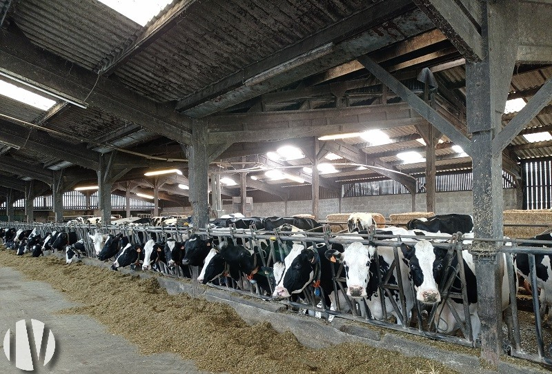 MORBIHAN. 1.000.000 liter melk op 143 hectare in het zuiden van het departement - 