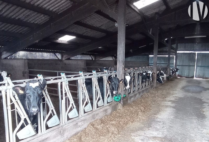 MORBIHAN. 1,000,000 litres of milk on 143 hectares in the south of the department - 