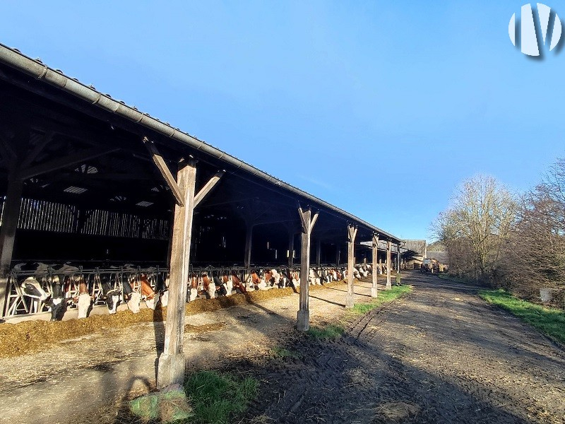 SUD MANCHE. Biologische melkveehouderij - 