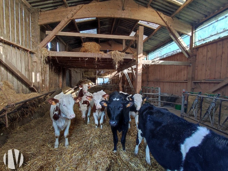 SUD MANCHE. Biologische melkveehouderij - 