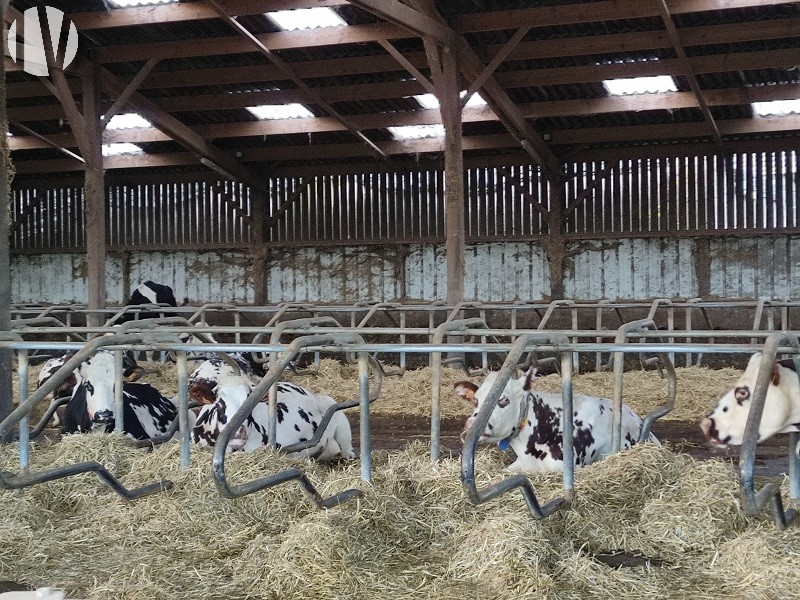 CÔTES D’ARMOR. Lait 1,5 million de litres dans un secteur dynamique - 