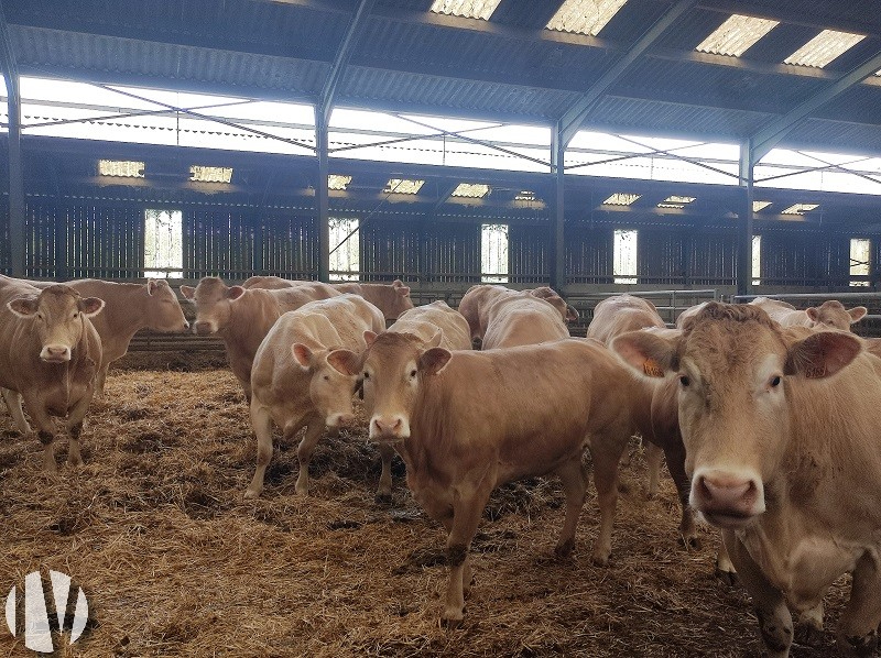 MAINE ET LOIRE. Gemengd landbouw- en veeteeltbedrijf met een goed gegroepeerde percelen - 