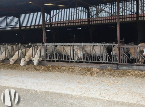 VENDEE. Gemengd landbouw- en veeteeltbedrijf van 200 hectare - 