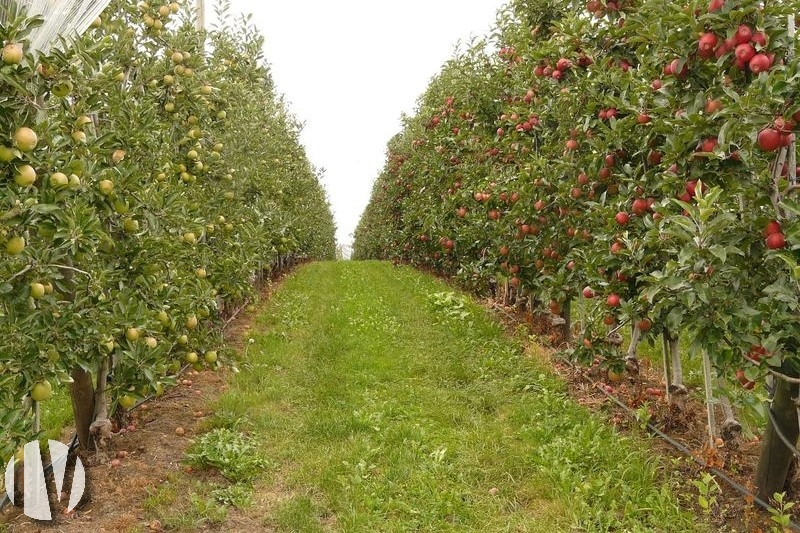 PAYS DE LA LOIRE.  Prachtig terrein met 84 hectare boomgaarden en gewassen - 