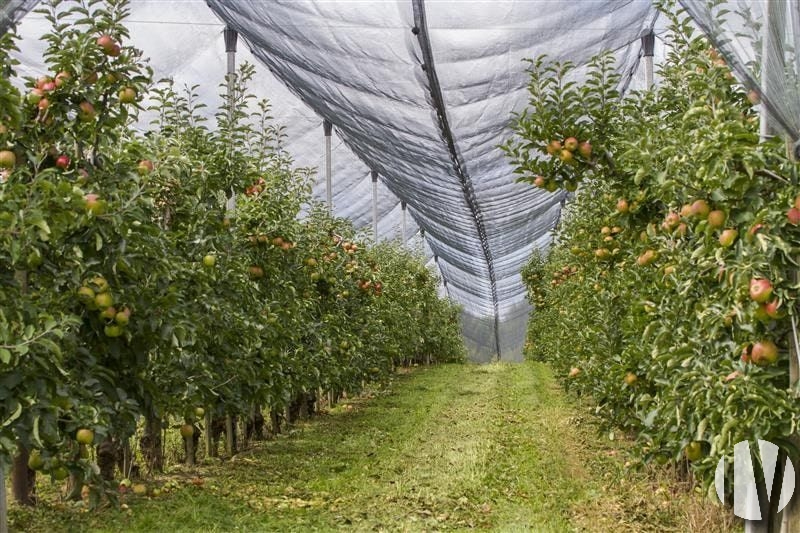 PAYS DE LA LOIRE. Beau site avec vergers et cultures sur 84 hectares - 