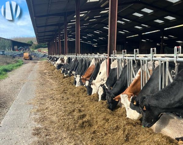 CHARENTE NORD. Dairy farm on 90 hectares with development potential. - 