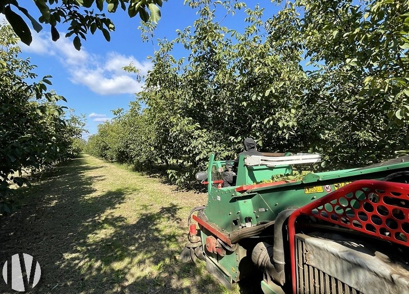 DORDOGNE. Noyeraie de 37 hectares très groupée - 