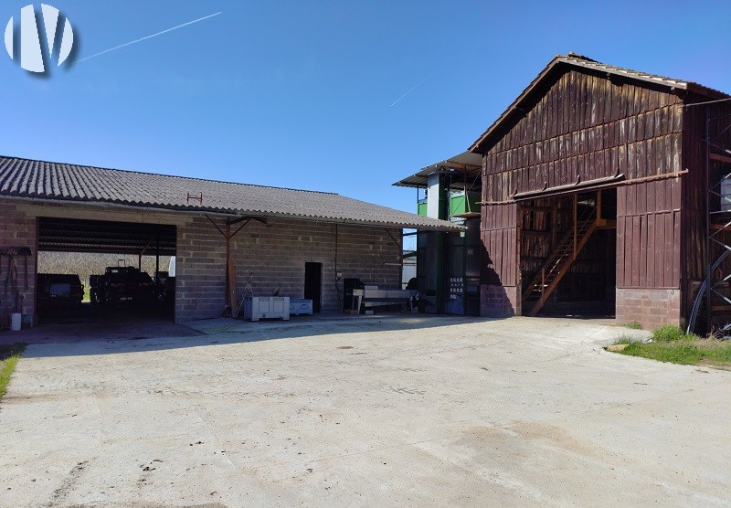 DORDOGNE. A 37-hectare walnut grove in a cluster - 