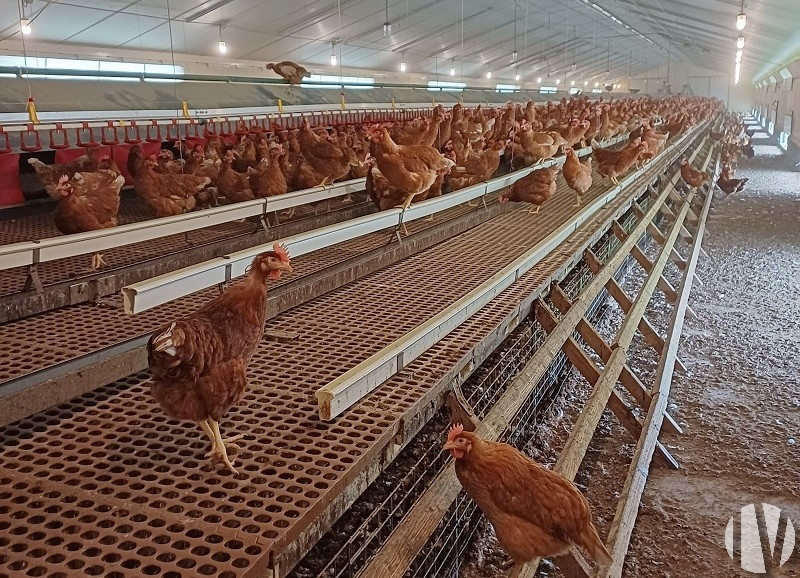 CÔTES D’ARMOR. Exploitation laitière et poules pondeuses Label Rouge, idéale pour un projet en couple - 