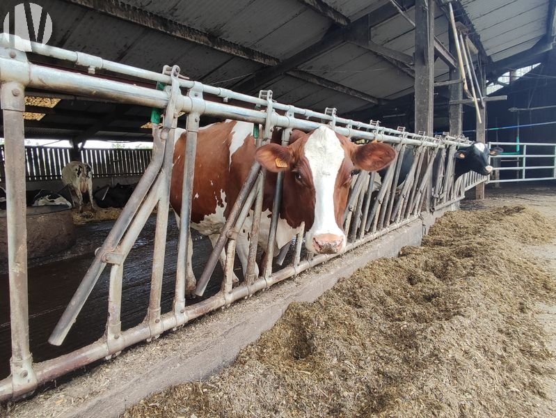 MAINE ET LOIRE. Prachtig melkveebedrijf met gediversifieerde teelten op 170 hectare. - 