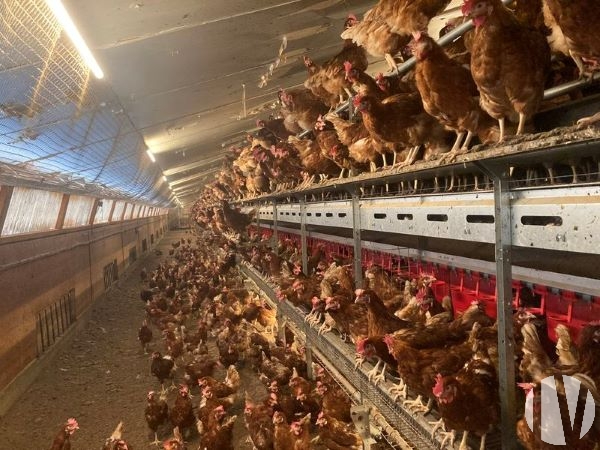 LOIRE ATLANTIQUE. Beautiful poultry farm with 30,000 free-range laying hens - 