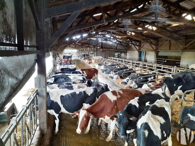 MAINE ET LOIRE.  Livestock farm on 41 grouped hectares - 