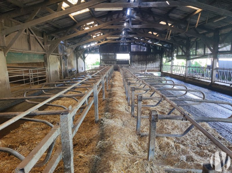 MAINE ET LOIRE.  Livestock farm on 41 grouped hectares - 