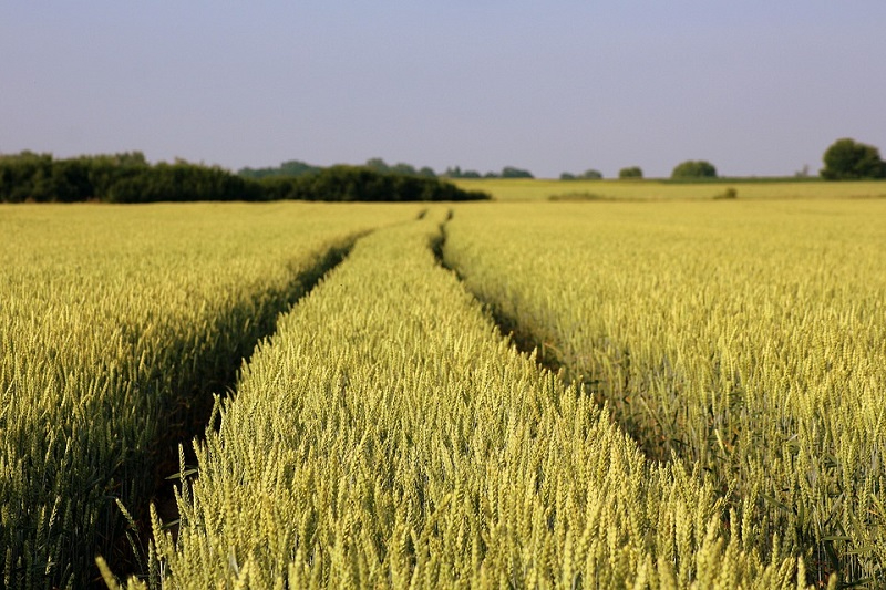 Dordogne. 120ha of cereal-growing land in two blocks - 