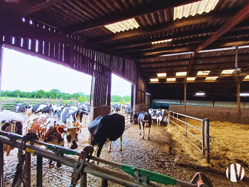 NORD MAYENNE. Très belle exploitation laitière, 1 000 000 de litres de lait sur 200 hectares - 