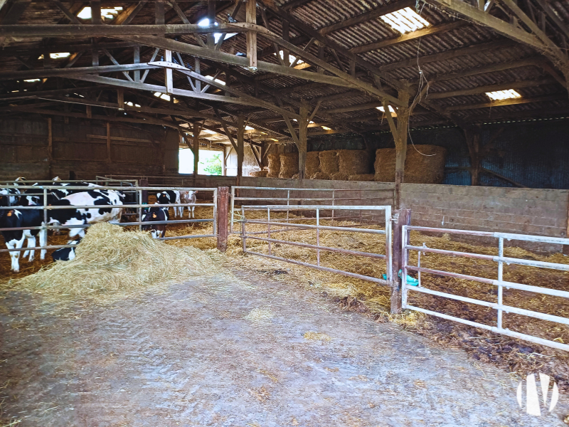 NORD MAYENNE. Très belle exploitation laitière, 1 000 000 de litres de lait sur 200 hectares - 