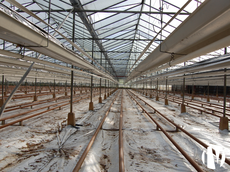 FINISTERE: Strawberry production in 8000 m² of glass greenhouses - 