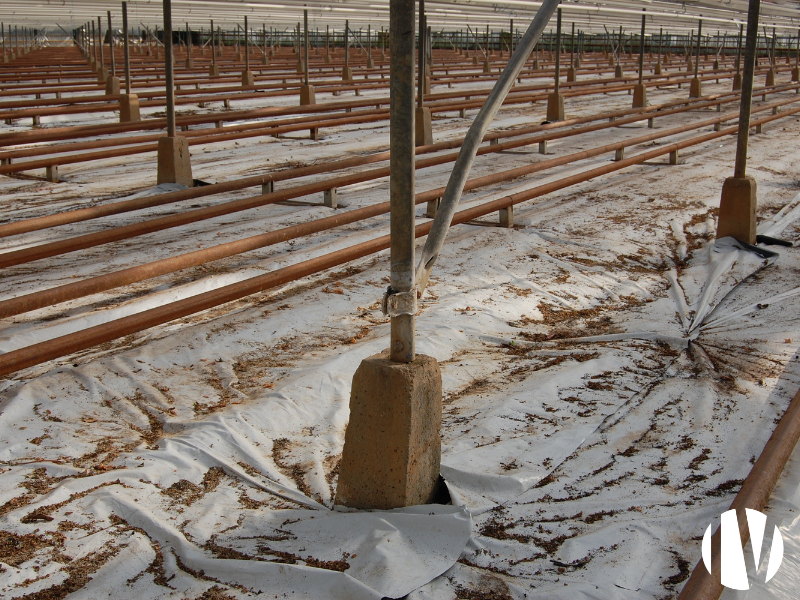 FINISTERE: Strawberry production in 8000 m² of glass greenhouses - 