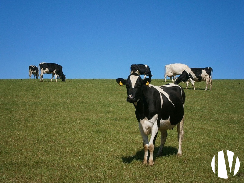 PAYS-DE-LA-LOIRE, très belle exploitation laitière sur 270 hectares - 